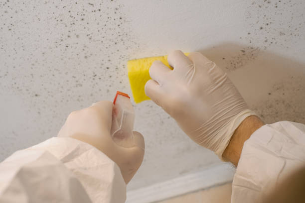 Trusted Birch Bay, WA Mold Removal Experts